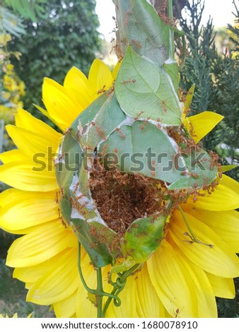 An ants nest nest on the sun flower.