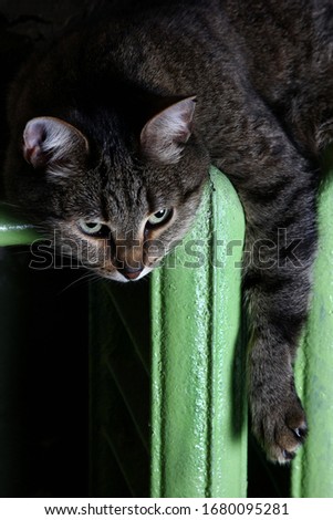 cat basking lying on the radiator in the cold