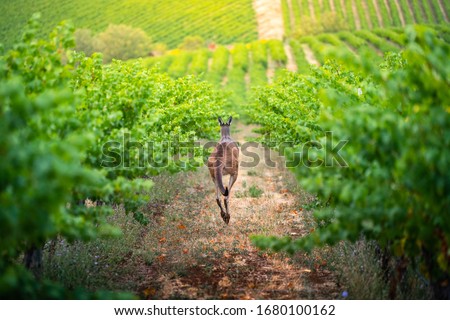 South Australian vineyard bathed in afternoon light