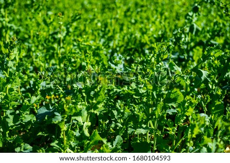 A field covered with  green potato plants on a sunny day