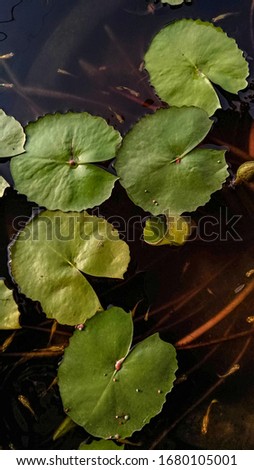 The top picture of the lotus leaf on the water surface and there are many small fish.