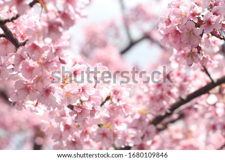 Beautiful and cute pink cherry blossoms (sakura flowers), wallpaper background, soft focus, Tokyo, Japan Royalty-Free Stock Photo #1680109846