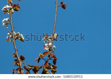 Russet sparrow male on tree at uttarakhand