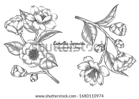 Camellia Japonica flower and leaf drawing illustration with line art on white backgrounds.
