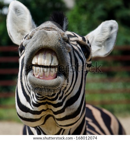 Funny zebra open mouth and show teeth Royalty-Free Stock Photo #168012074
