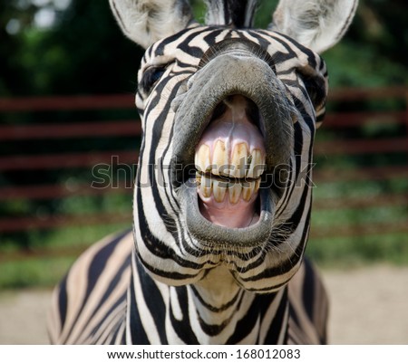 Funny zebra open mouth and show teeth Royalty-Free Stock Photo #168012083