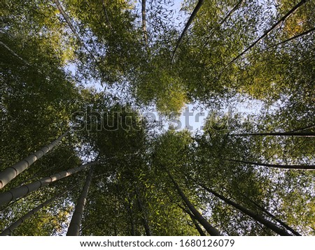A picture of the Bamboo forest below with the sky