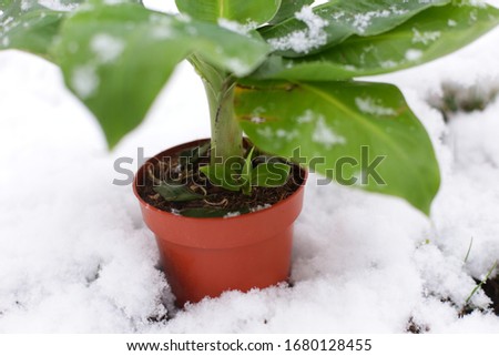The banana Tropicana with snow and freezing, cold outside, extreme picture for tropical plant 