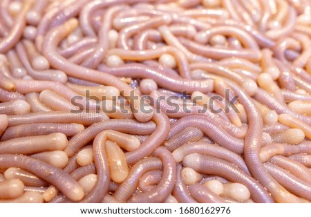 Sea worms on the counter in a cafe. Delicacy in Chinese cuisine.