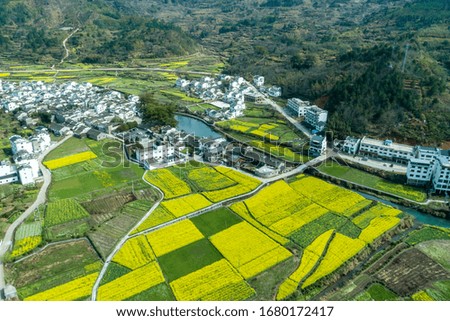 Aerial photography Wuhai terraced rapeseed flower sea, Chinese historical and cultural village Wuyuan Hongguan.