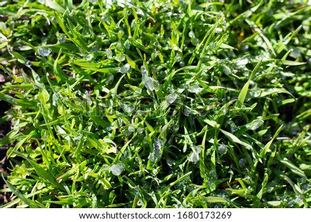 Green grass with campaigns of melted snow under the sun. Fresh grass. Drops in macro. Background