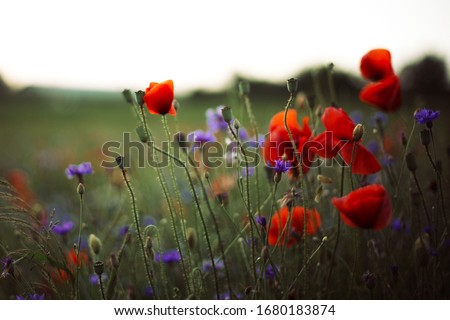 Poppy and cornflowers in sunset light in summer meadow, selective focus. Atmospheric beautiful moment. Wildflowers in warm light, flowers close up in countryside. Rural simple life Royalty-Free Stock Photo #1680183874