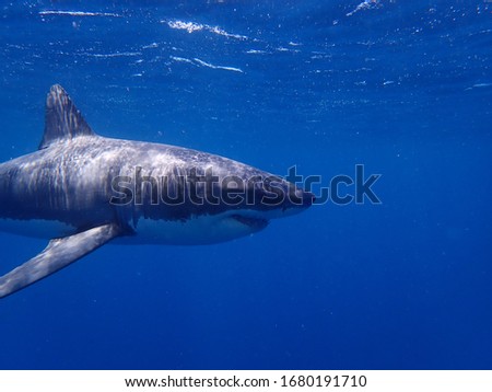 Great White Shark, Neptune Islands, South Australian Ecotourism 