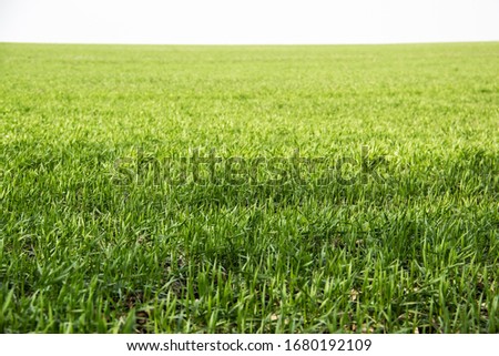 Beautiful field of green grass against background. Green grass pattern can be used in design. 