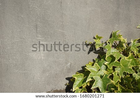 Gray wall with green ivy