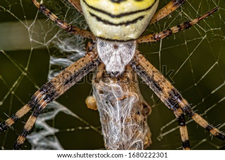 Black and yellow stripe Argiope bruennichi wasp spider on web