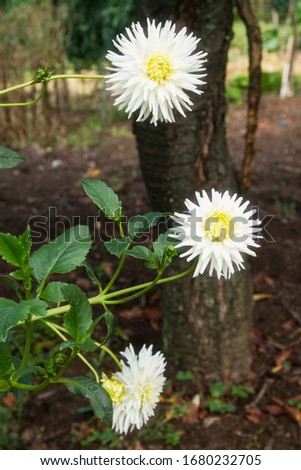 white chrysanthemums in the field