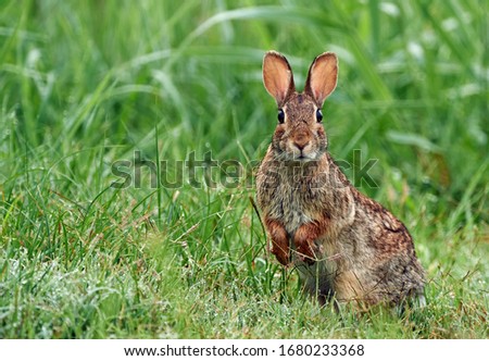 The eastern cottontail (Sylvilagus floridanus) is the most common rabbit species in North America.