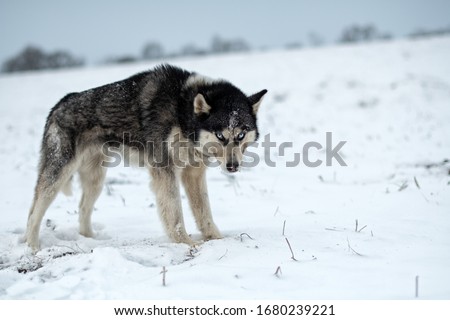 Husky dog walking in the snow. Portrait of husky dogs.