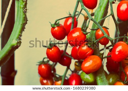 Beautiful Organic tomatoes grown in a greenhouse.