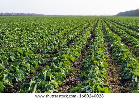 A beautiful field with rows of young plants of winter rape in the fall before leaving for the winter Royalty-Free Stock Photo #1680240028