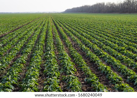 A beautiful field with rows of young plants of winter rape in the fall before leaving for the winter Royalty-Free Stock Photo #1680240049