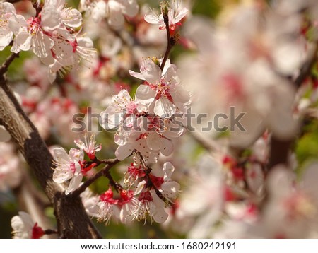 Apricot blossom pictures with anthers