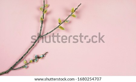 Branches of pussy willow on pink background. Spring background with twigs full of buds of based willow catkins, copy space. Easter, spring seasonal arrangement, banner, flat lay.