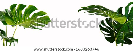 The leaves of Monstera and Fern. The leaves separate the Swiss cheese plant separately on a white background. Royalty-Free Stock Photo #1680263746
