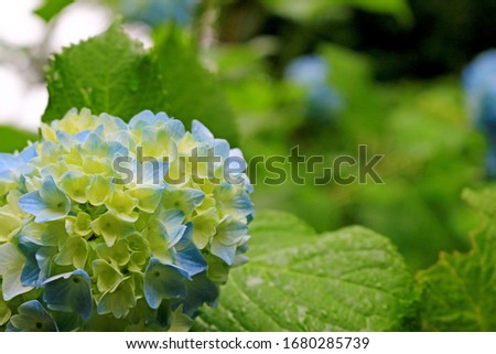 Beautiful hydrangea that blooms freshly in the clear air of the morning