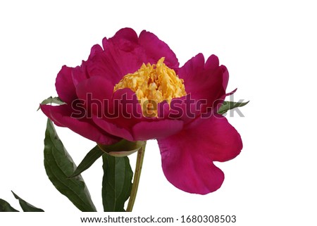 Growing burgundy peony with yellow center