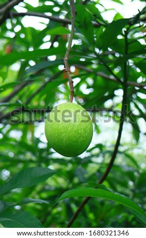 Cerbera manghas or bintaro fruit on tree in Depok, West Java. 