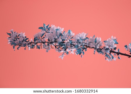 abstract apple tree flowers background