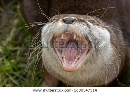 asian short clawed otter, Aonyx cinereus, close up portrait of the otters mouth and teeth while yawning.