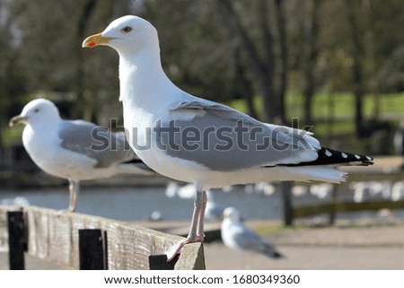 A European Herring Gull (Larus argentatus) standing on a fence.