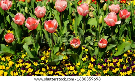 beautiful spring flowers on the side of the road such as various colors of pansy, various colors of tulip and Viola tricolor
