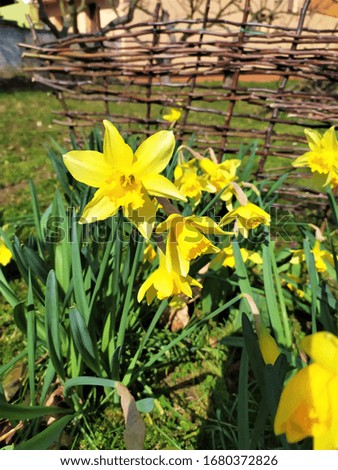 Blooming daffodil in a beautiful spring day in a green garden next to a wicker fence, narcissus