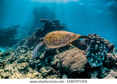 Sea turtle swimming freely among colorful coral reef