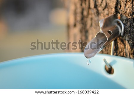 Tapped sugar maple tree dripping sap into bucket. Royalty-Free Stock Photo #168039422