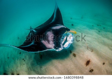 Giant Manta Ray swimming freely in open ocean Royalty-Free Stock Photo #1680398848