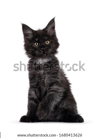 Majestic black smoke Maine Coon kitten, sitting up facing front. Looking beside camera with shiney brown golden eyes. Isolated on white background.