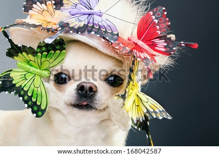 dog in funny cap close up picture