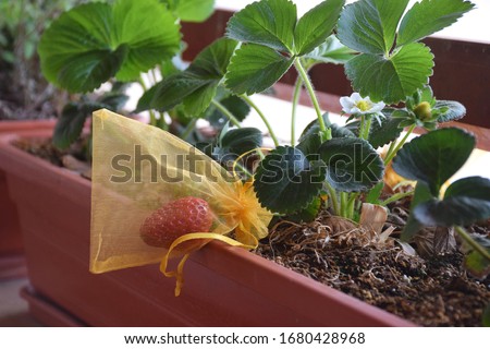An original and organic way to grow and protect fresh strawberry fruit from being eaten by birds or insects. the strawberry in this photo is covered with small organza bag that can be used again. Royalty-Free Stock Photo #1680428968
