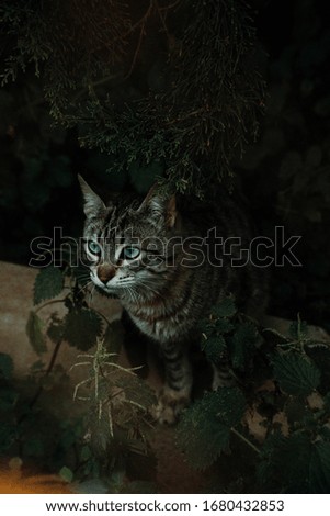 The curious street cat of Mallorca