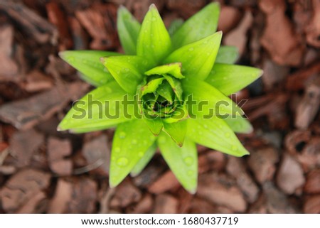 Lily Plant Emerging from the Soil in a Flower Garden with Red Rubber Mulch on a Rainy Day Royalty-Free Stock Photo #1680437719