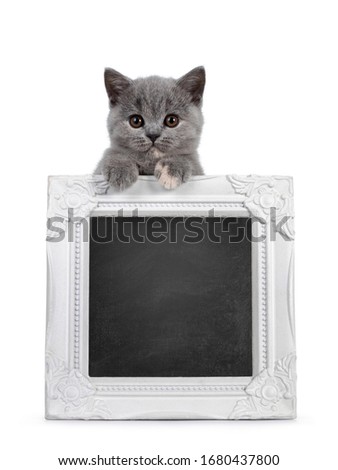 Cute blue tortie British Shorthair cat kitten, standing behind and holding up a black board filled white photo frame. Looking towards camera with brown shiny eyes. Isolated on white background.