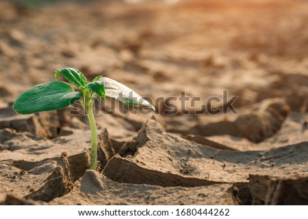 New life, Rising sprout on dry ground with Water shortage. Earth Day or environment protection. Royalty-Free Stock Photo #1680444262