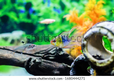 Blue Ballon Ram fish (Microgeophagus Ramirezi) and other fishes swimming in the aquarium
