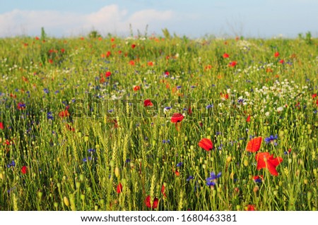 Beautiful medow with wheat and colourful flowers: red poppies, blue cornflowers, wild chamomiles.