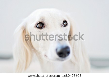 Purebred white Saluki sighthound or gazehound lying down and relaxing. Dog with long snout, floppy and long-haired ears and brown eyes. Cute and adorable portrait of a Persian Greyhound.